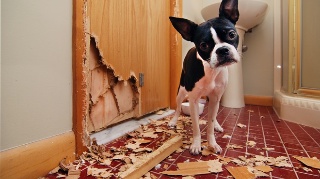pet damage to rental door